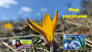 Зелёный океан. Растения Крыма