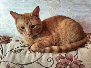 Домашние животные - наши маленькие друзья