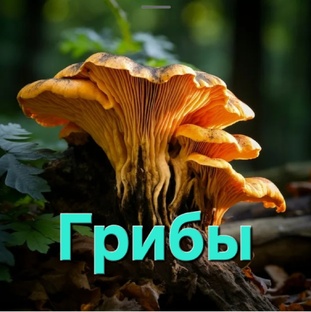Грибы