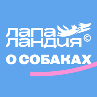 🐶 Всё про собак — объясняем их логику 