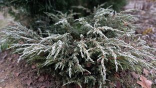 Хвойные: туи, можжевельник и многое другое