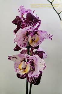 Обзоры моих орхидей 🥰