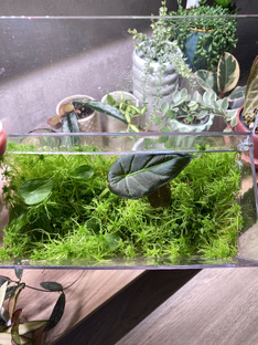 Пересадки🤎