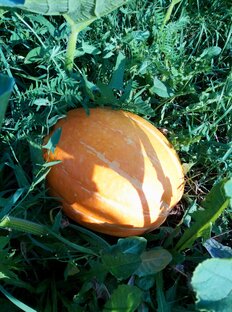 Домашний огород 2023-24 гг