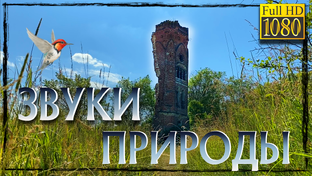 Звуки природы, релакс, хороший сон.
