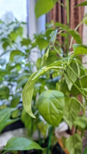 Чем накормить любителей бани. 