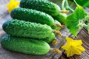 Выращивание огурцов