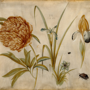 Вершки и корешки