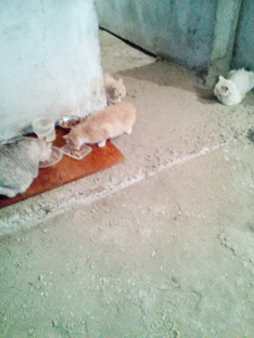 Борьба за сохранение кошачьего лаза в подвал