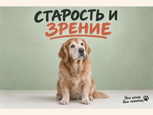 Комфорт питомца и язык тела