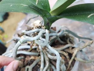 Пересадки орхидей, отделение деток, адаптация 