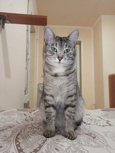 Милые и смешные животные 