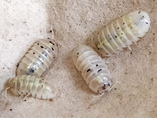 Armadillidium vulgare "Magic Potion"