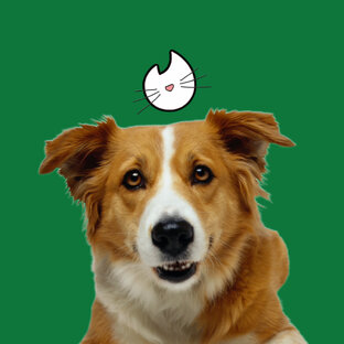 Собачки ищут дом