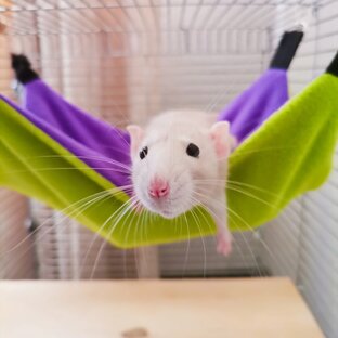 Фото крысок