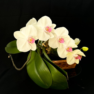 Формирование цветоносов