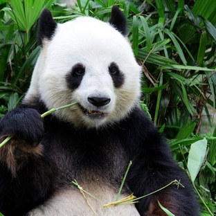 Панда: миф, символ и гений выживания