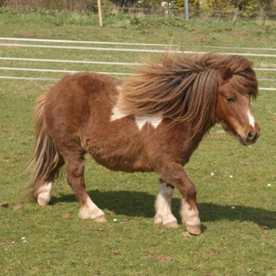 Пони: от мифов до реальности — всё, что вы не знали