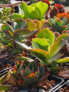 Иллюстрированная энциклопедия суккулентов