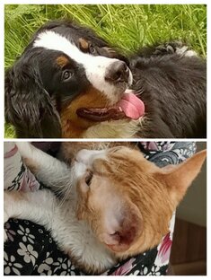 Выбор питомца