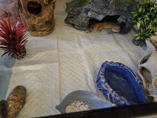 Содержание Эублефаров (мой опыт)