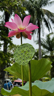 Жизнь в Азии