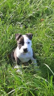 сборник песен 