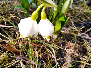 Первоцветы