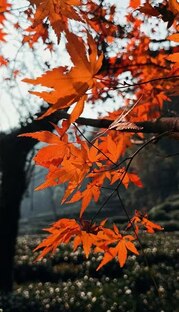 二十四节气