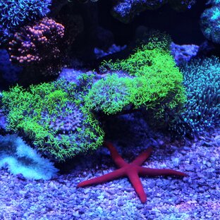 Как запустить морской аквариум?