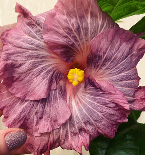 Цветы на подоконнике