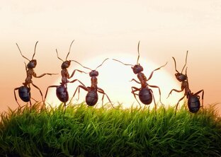 Ant Legion