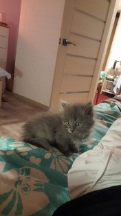 Наш забавный котик Стёпушка 