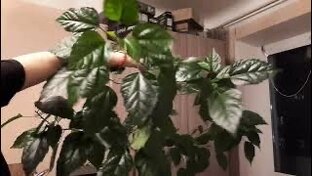 🌺ГИБИСКУС 🌺 