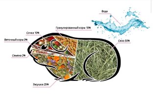 Что едят морские свинки