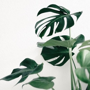 Растение дня