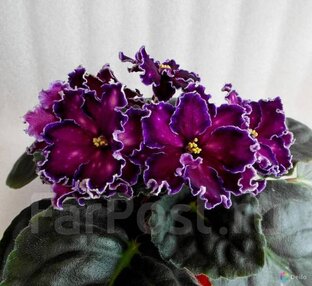 Фиалки: делюсь секретами