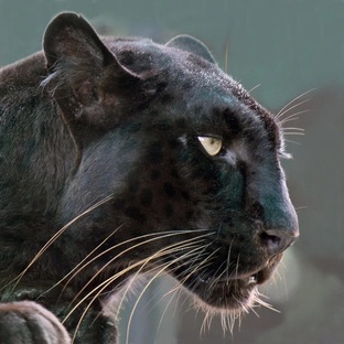 Пантера: тайны чёрного хищника и его скрытная жизнь