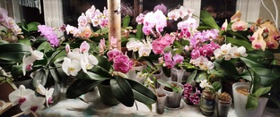 КАТАЛОГ - ОПРЕДЕЛИТЕЛЬ ОРХИДЕЙ ФАЛЕНОПСИСОВ С ОПИСАНИЕМ И НАЗВАНИЯМИ.