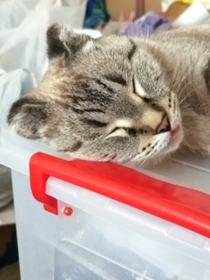 Наши питомцы