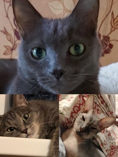 Наши котики. 