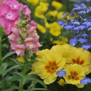 Цветочная симфония: источник бесконечного вдохновения