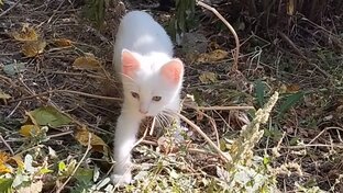 О животных уличных и домашних