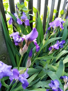 Дела домашние