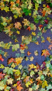 Армия, когда старший сын служит 