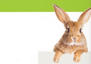   Рецепты приготовления кролика