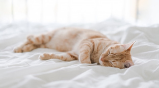 В мире животных 