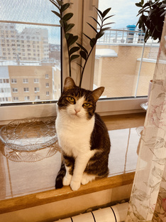 Наша  🐈 Юла 