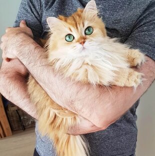 Что любит котик?