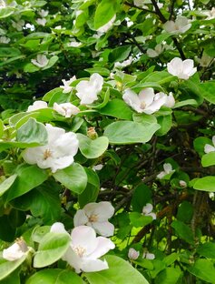 Севастопольские Зареченцы.